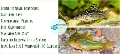 The 20 Best Freshwater Aquarium Fish Number 3 And 11 Are The Coolest