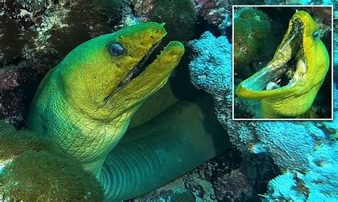Florida Divers Close Encounter With A Huge Moray Eel That Snaps At Him