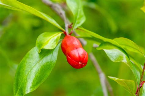 Growing Pomegranate Trees In Containers