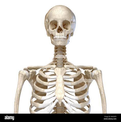 Human Anatomy Skeletal System Of The Torso Viewed From The Front On