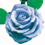 Blue Moon Climbing Rose Images