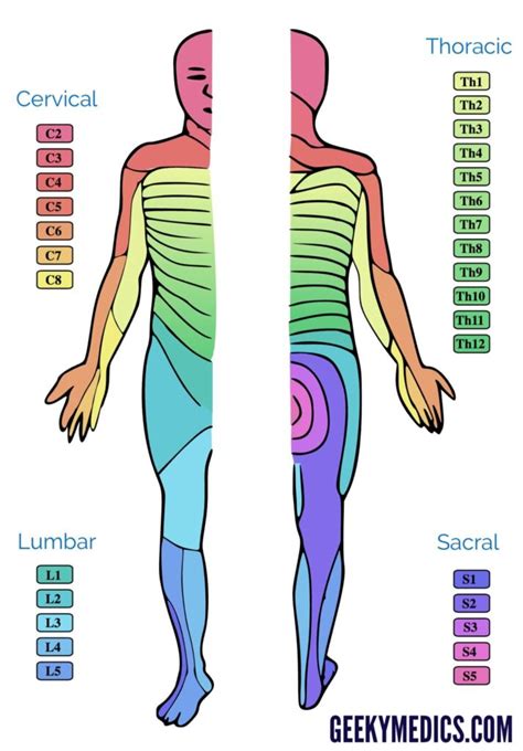 Asia Dermatome Map Hand Dermatomes Chart And Map