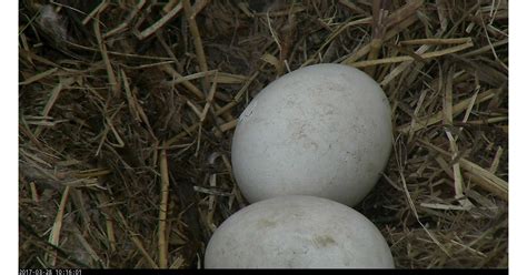 Feb 01, 2021 · cameron seagle is one of the principal writers and photographers for the world pursuit. "Breaking" News: Bald Eagle Egg Begins to Hatch LIVE on ...