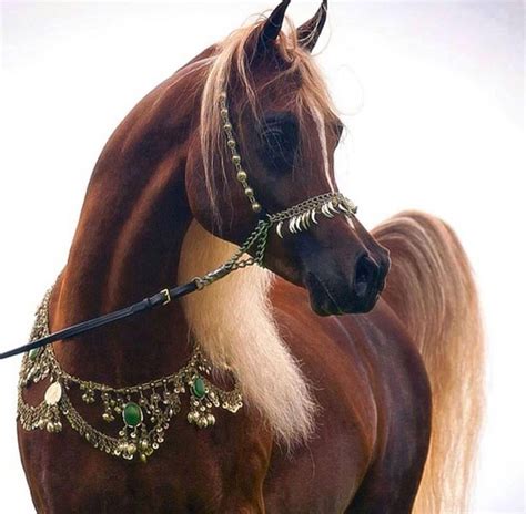 خيول عربية شاهد اجمل صور الخيل العربي الاصيل عيون الرومانسية