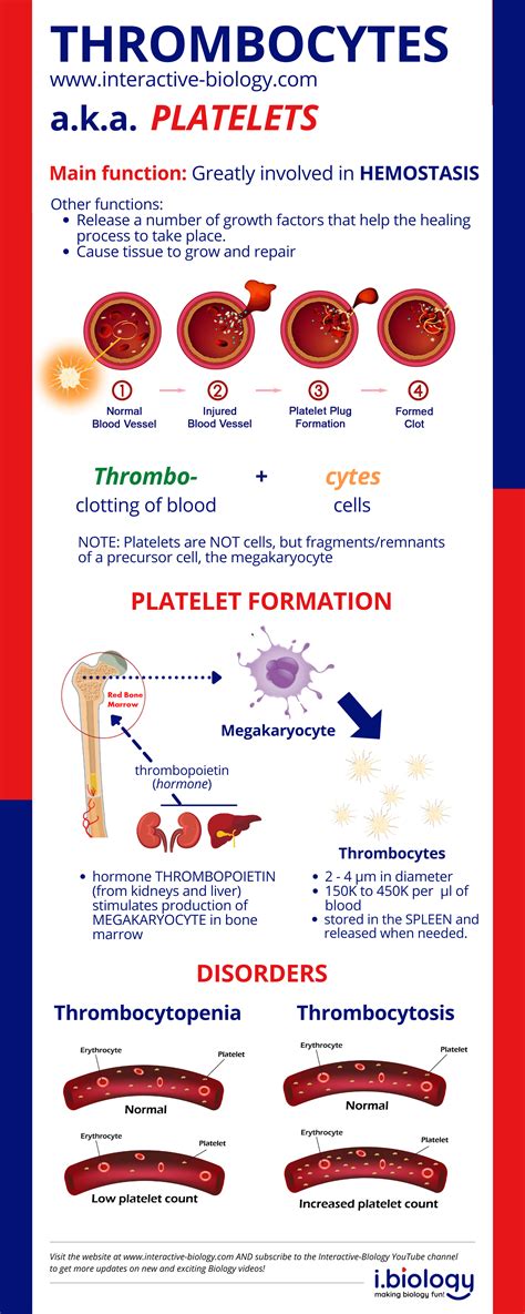 Platelet Thrombocyte Structure And Function Interactive Biology