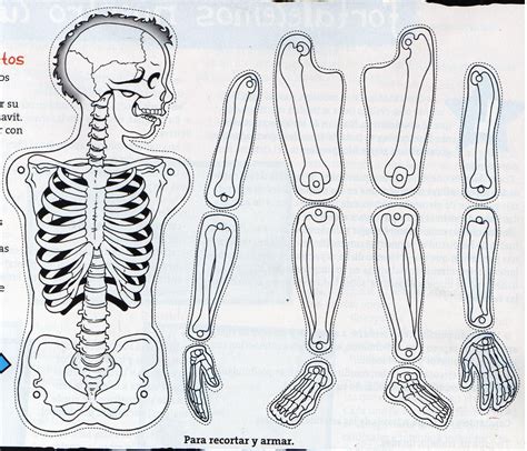 Dibujo Del Esqueleto Humano Para Armar Imagui