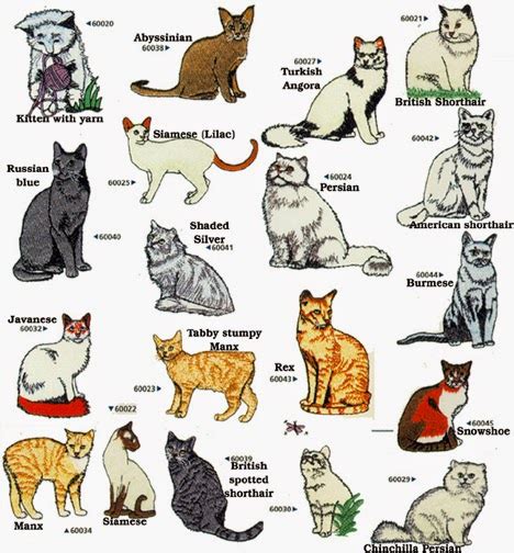 The list includes established breeds recognized by various cat registries, new and experimental breeds. All Cat Breeds A Z with Pictures | The Kitty Crew
