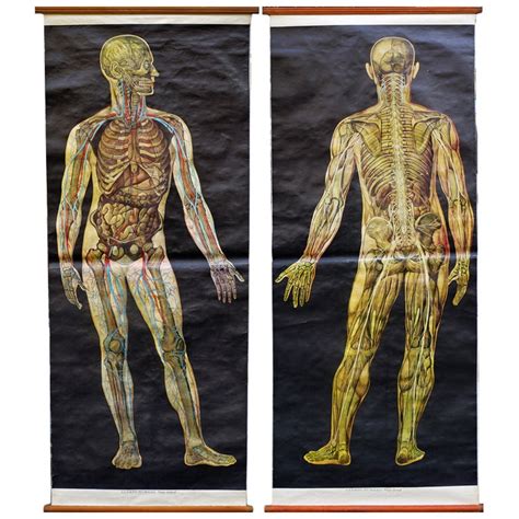 Pair Of Human Body Life Sized Anatomy Chartprint At 1stdibs