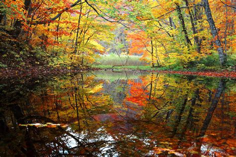 Autumn Swamp Scenery With Beautiful Autumn Foliage