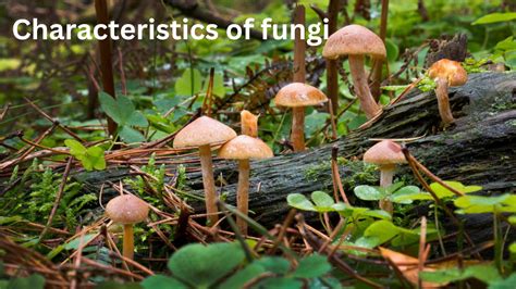 Characteristics Of Fungi Characteristics Of Fungi In Microbiology