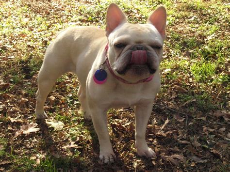 Frenchie Viennais too cute not to share. She will be three years old ...