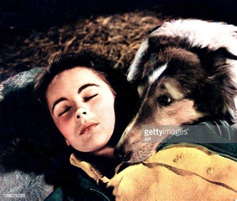 Courage Of Lassie Photos And Premium High Res Pictures Getty Images