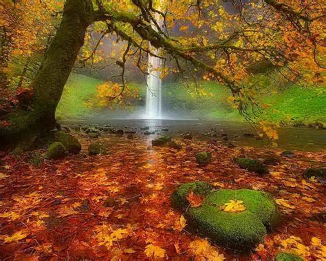 Forest Waterfall In Autumn Forest Autumn Leaves Waterfall Nature