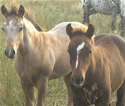 horse breeds pony