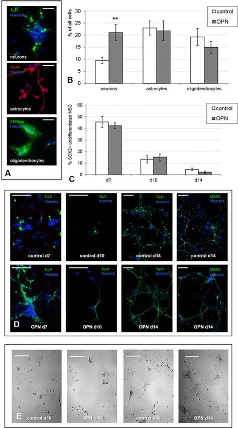 Osteopontin OPN Promoted Neurogenesis In Vitro A Neural Stem Cells