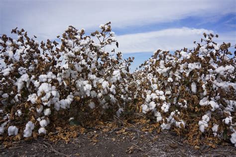 Cotton Fields Ready For Harvesting In Australia Stock Photo Image Of