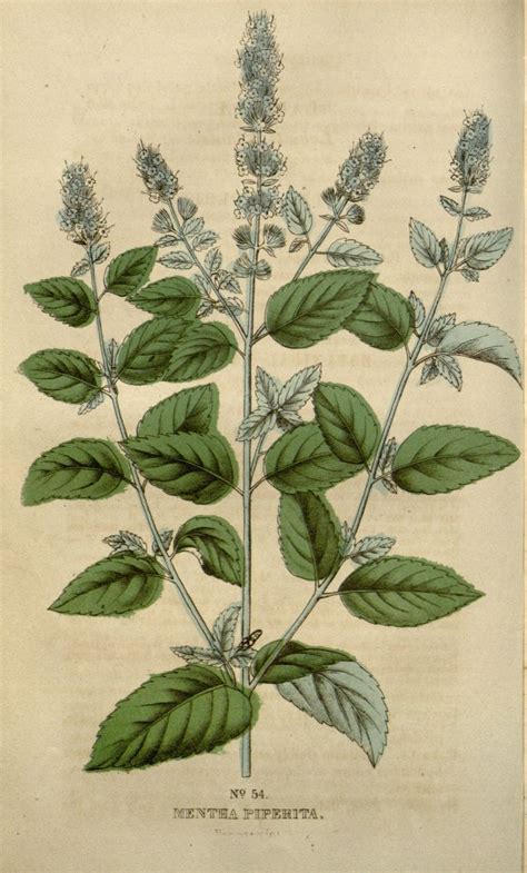 Botanical Illustration Of Peppermint Botanical Illustration