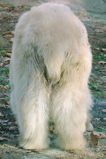 Polar Bear Hindquarters A Gallery On Flickr