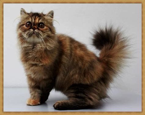 Persian Kitten Adopted 7 Years Fife Registered Exotic