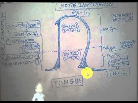 The human tongue has a critical role in speech, swallowing, and respiration, however, its motor control is poorly understood. Innervation of the TONGUE - USMLE to Residency - YouTube
