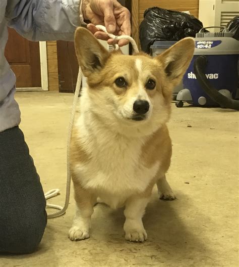 That means you're aspiring to be an english monarch or you're adding one to the family. Adopt Welsh Corgi - Goldenacresdogs.com