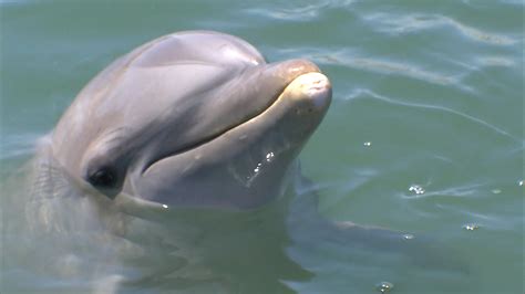 Dying Dolphins Along East Coast A Mystery