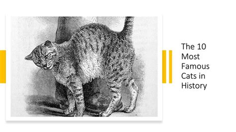 10 Of The Most Famous Cats In History Pethelpful By Fellow Animal