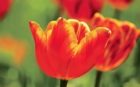 tulipano_2 - Errebian