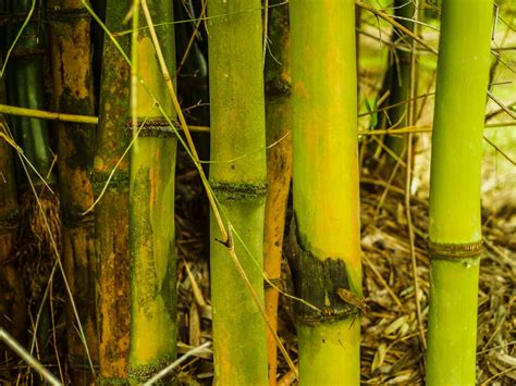 Bamboo Forest Nature Background Free Stock Photo Public Domain Pictures
