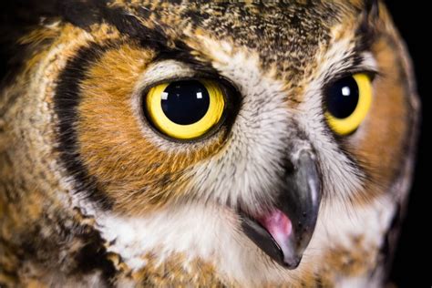 Four Ways Owls Are Superior Predators