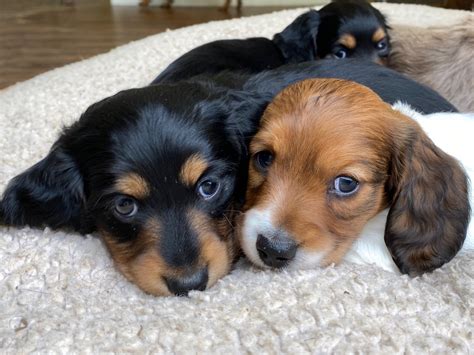 Dachshund Healthy And Adorable Beautiful Dachshund Puppies For