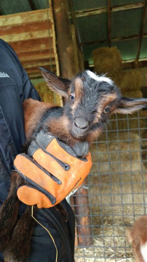 Nigerian Dwarf Goats For Sale In Missouri From Dreamers Farm