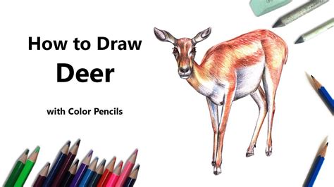 How To Draw A Deer With Color Pencils Time Lapse Youtube