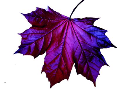 Irridescent Purple Maple Leaf Images Amazing Flowers Purple