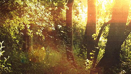 Set of great nature gifs by akela73. Beautiful Trees Animated Gif Images - Best Animations