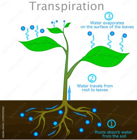 Transpiration Stages In Plants Roots Absorb Water From The Soil