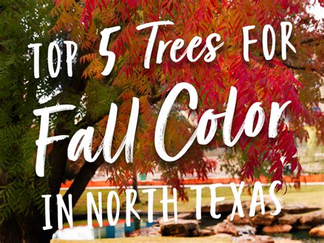 Top 5 Trees For Fall Color In North Texas Sugar And Sap