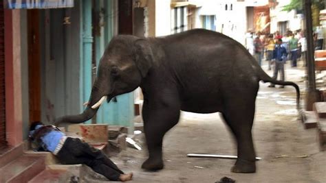 Elefantes em cidade na Índia