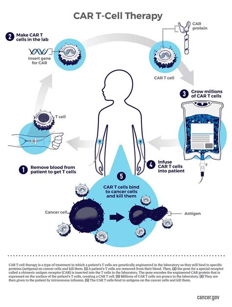 Car T Cell Therapy Infographic Nci