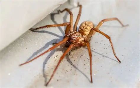Your Essential Guide To The 11 Common House Spiders In Ohio