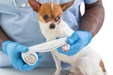 Dog Wound Care A Complete Guide Franklin Vets