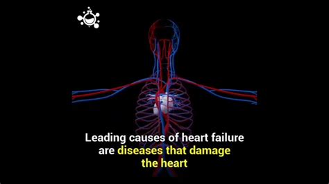 How To Care Our Heart The Cardiovascular System Sciyamazing Youtube