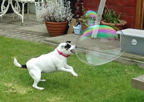 Life Is Hard So Look At These 15 Dogs Chasing Bubbles Dogs 15 Dogs