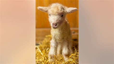 Farm Babies Back At Minnesota Zoo Both In Person Virtually