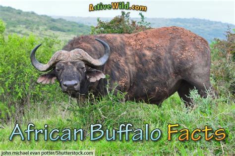 African Buffalo Facts Pictures Video And In Depth Information For Kids