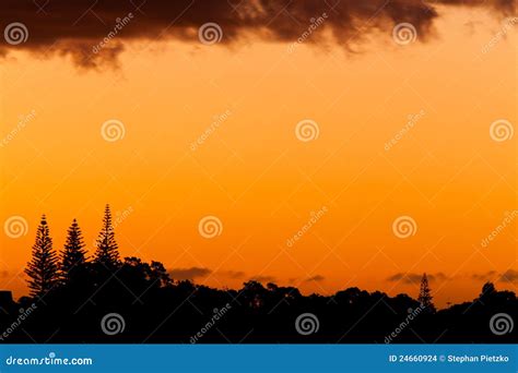 Orange Sunset And Silhouettes Of Norfolk Pines Stock Photo Image Of