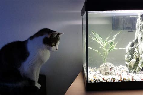 The amount of aquarium lights typically depends on how much ambient light is already present in the room. How Long Should Aquarium Lights Be Left On?