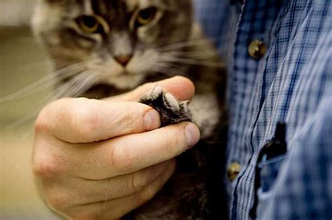 Why San Francisco Needs To Ban Cat Declawing Sfgate
