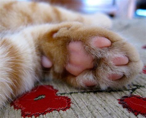 Cute Paws For A Moment