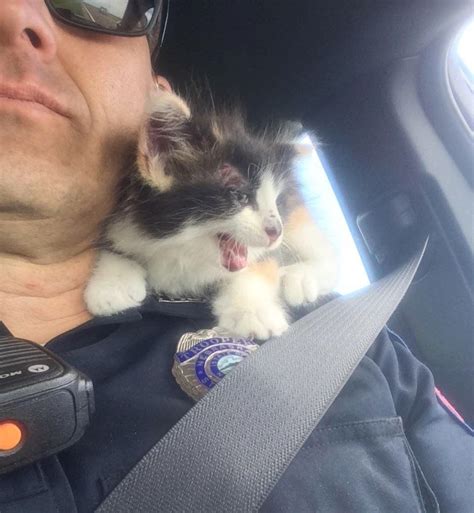 Kitten Cuddles Rescuer After Being Saved From Unthinkable Ordeal On